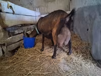 Taka, Alpine goat — 1-rasm