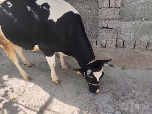 İnək, Russian Black pied cattle