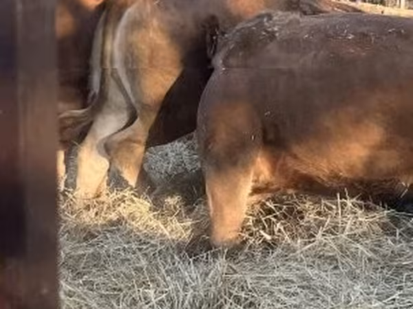 Vache, Vache limousine — Hongrie