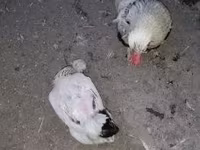 Chickens — fotografija 1