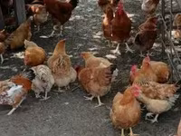 Chickens — fotografija 5