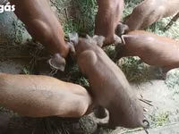 母猪, Дюрок — 照片 5