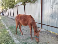Kobyła, Konie — zdjęcie 7