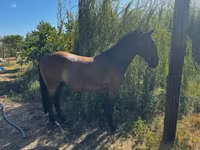 Koń, Lipizzaner — zdjęcie 5