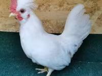 Chickens — Foto 1