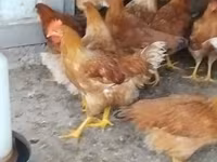 Chickens — photo 2