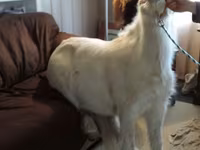Kobila, Miniature horse — fotografija 7