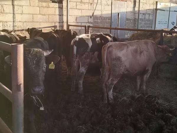 Bik, Simmental cattle
