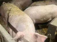 Cerdos (lote, sexo no especificado), Cerdos — foto 3