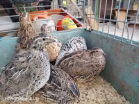 Quails — zdjęcie 2