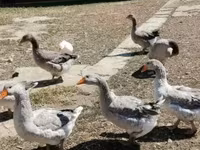 Geese — Foto 2