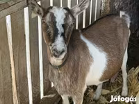 Cabra, Cabras — foto 2