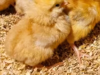 Chickens — Foto 4