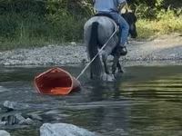 Pastuv, Quarter Horse — fotografija 5