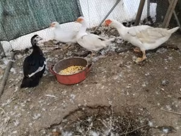 Ducks