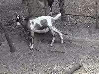 تيس, Nubian Goat — الصورة 1