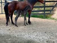 Kobila, Rocky Mountain Horse — fotografija 8