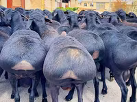 Ovan, Baerchuke sheep — fotografija 2