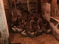 Geese — fotografija 3