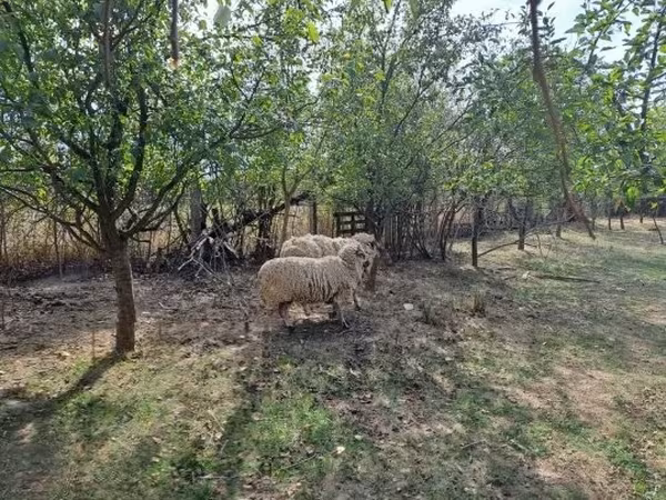 Qoʻchqor, Tsigai sheep