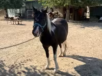 Mare, Horses — photo 1