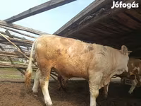 公牛, Simmental cattle — 照片 5