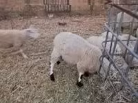 Carneiro, Cerry Hill sheep — foto 1
