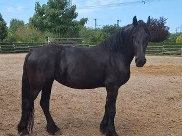 Yegua, Friesian