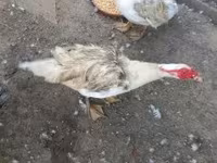 Ducks — الصورة 2
