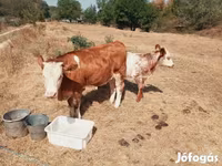 Kuh, Simmental cattle — Foto 5
