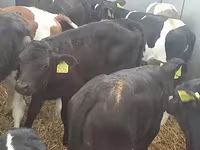 Goveda (partija, pol nije naveden), Simmental cattle — fotografija 2