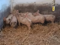 Porcs (lot, sexe non indiqué), Porcs — photo 2