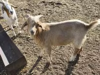 Ziegenbock, Ziegen — Foto 5