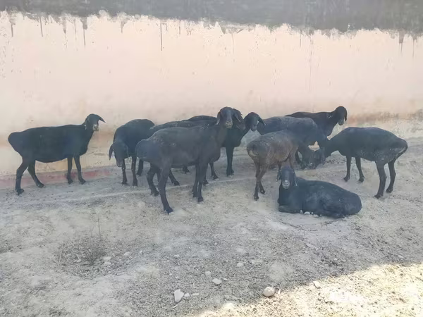 Ovelha, Ovelhas