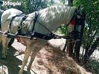Конь, Лошади — фото 3
