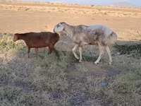 Ram, Sheep — photo 3