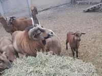 मेढ़ा, Cameroon sheep — फ़ोटो 5