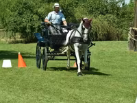 Yegua, Lipizzaner — foto 5