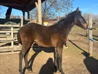 Caballo, Hungarian horse breed — foto 1