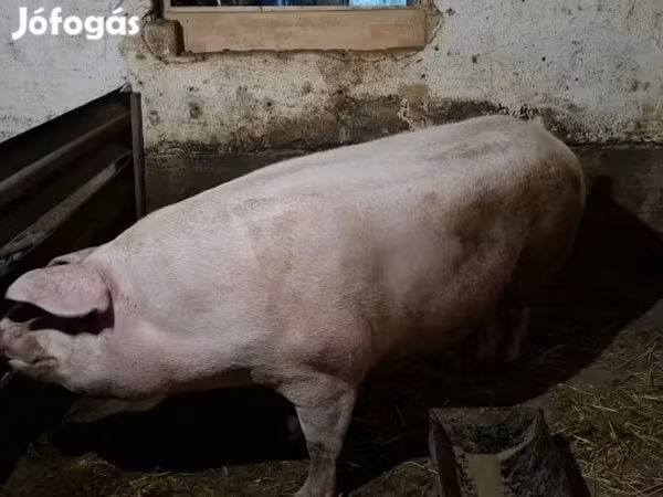 Säue, Крупная белая