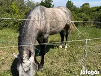 حصان, Lipizzaner — الصورة 2