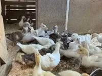 Ducks — fotografija 2