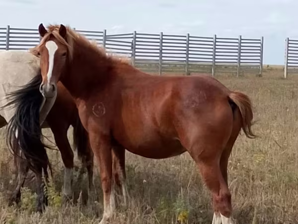 Pastuv, Коњи