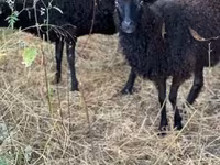 雌羊, Racka sheep — 写真 6