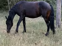Stute, Friesian — Foto 3