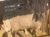 Carnero, Tsigai sheep — foto 2
