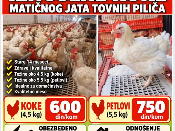 Chickens