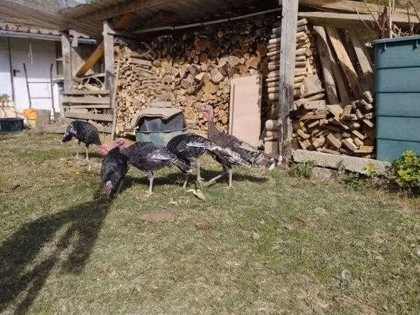ブロンズ
