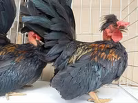 Chickens — Foto 5