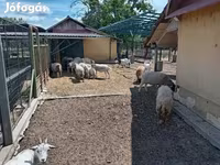 Ovan, Dorper sheep — fotografija 3
